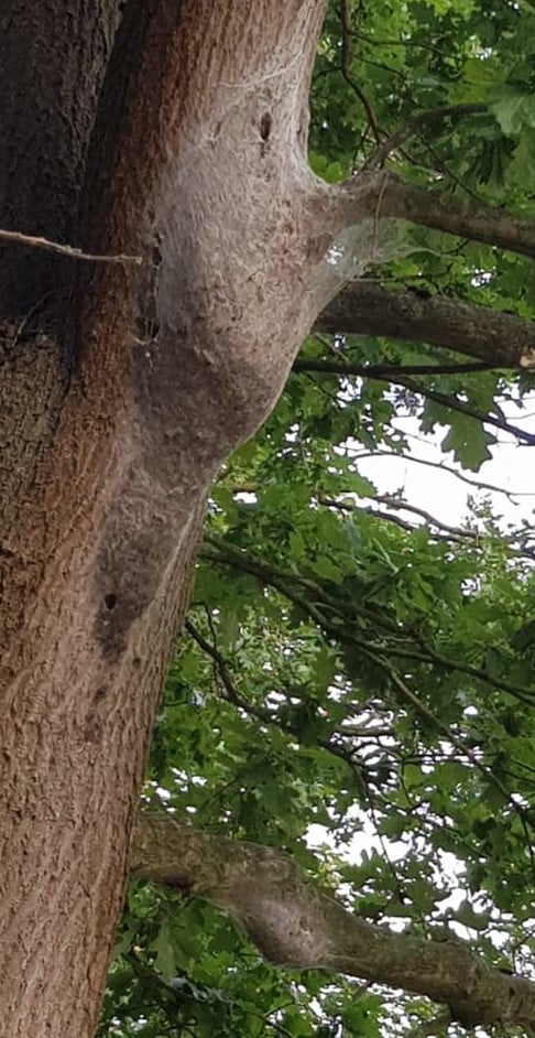 Eikenprocessierups nest